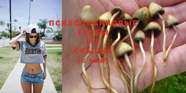 ГАЛЛЮЦИНОГЕННЫЕ ГРИБЫ Новозыбков