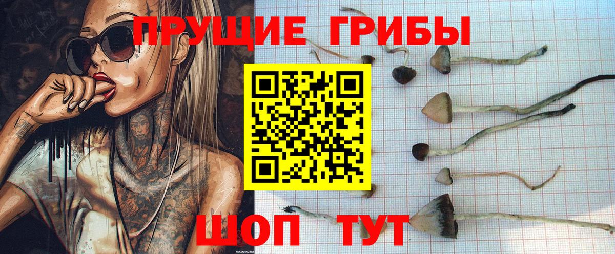 Галлюциногенные грибы Psilocybe  Ржев 